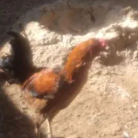 مجسمه خرو.س