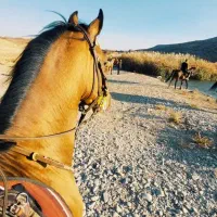 پانسیون اسب و آموزش