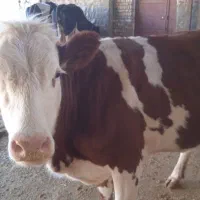 یک راس تلیسه سیمینتال