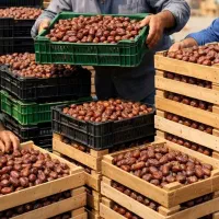 استخدام کارگر در شرکت خرما شهرک صنعتی ۱ ابادان