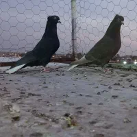 دم سفید نر و ماده|پرنده|مرودشت, زنگی آباد|دیوار