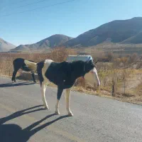 دوتا کره اسب فروشی|حیوانات مزرعه|ارجمند, |دیوار