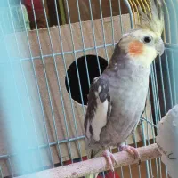عروس هلندی