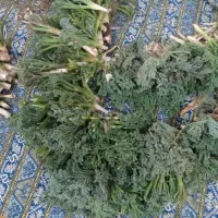 گنبوی تازه کیلویی ۱۳۰ تومان