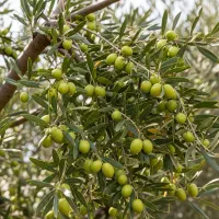 جشنواره فروش نهــال با تخفیف ویژه و نـهال هدیه|خدمات باغبانی و درختکاری|بابل, |دیوار