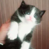 خانگی مهربان ومنظم جهت خرید تماس بگیرید