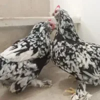 تخم نطفه دار بلژیکی|حیوانات مزرعه|قم, شهرک سازمان آب|دیوار