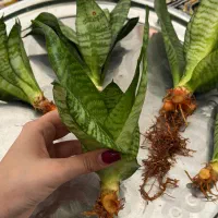 گل سانسوریا|گل و گیاه طبیعی|رشت, جهاد|دیوار