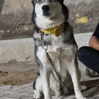 سگ هاسکی ماده
