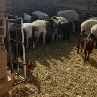 بره و بزغاله|حیوانات مزرعه|قائن, |دیوار