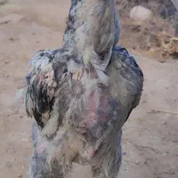 جوجه خروس لاری تاجمهر ریشو