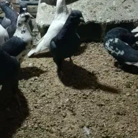 کفتر|پرنده|شیراز, شهرک گلستان|دیوار