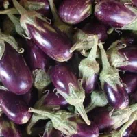 نشا بادمجان و فلفل تند|خدمات باغبانی و درختکاری|بندرعباس, |دیوار