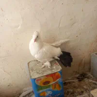 بمبویی نر دمچتری نردوتا کرمانی سرخ جفت نر ماده|پرنده|بندر ماهشهر, |دیوار