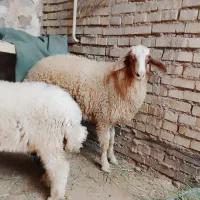 حمیدیه روستایه علاونه