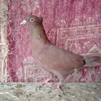 سینه ای خوشرنگ دورگ|پرنده|لنجان, |دیوار