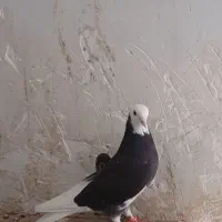 کبوتر شازده  ماده معلقی