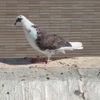 کفتر نر و ماده دم سفید|پرنده|شاهین‌شهر, شهرک هشت بهشت|دیوار