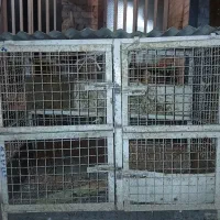 قفس جفتگاه تمام فنس