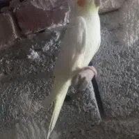 جوجه عروس دونه خور