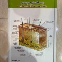 پوستر اموزشی لمینت