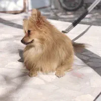 واگزاری سگ نر