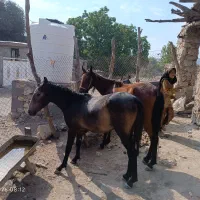 اسب با کره