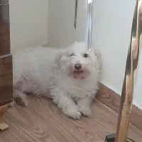 واگذاری ۲عدد سگ خانگی|سگ|تبریز, |دیوار