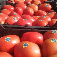 نیرو کارگر خانم تسویه روزانه