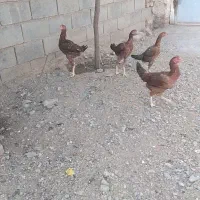 جوجه مرغ و خروس لاری ۶ماه