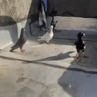 کفتر دونه ۳۰۰