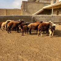 میش وبره|حیوانات مزرعه|الیگودرز, |دیوار