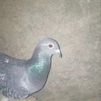 کفترکبوتر پلاکی