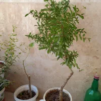 درخچه بونسای|گل و گیاه طبیعی|کرج, باغستان|دیوار