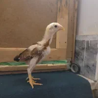 جوجه لاری