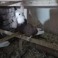 کبوتر نر گرفتنی|پرنده|نقده, |دیوار