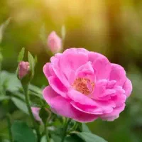 خرید و فروش گل محمدی برای کارخانه گلاب