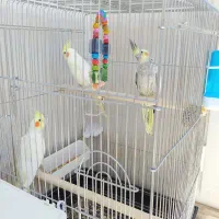عروس هلندی