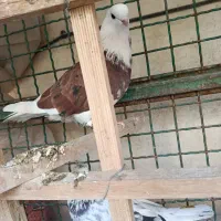 کبوتر تهرانی