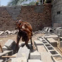 گوسفند دورگه نر