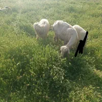 گوسفند بابره نر گیلان غرب