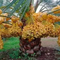 گنطار