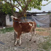 گوساله ماده سیمینتال قرمز جنس. گاو قربانی