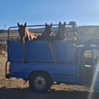 خرید و فروش اسب باری و بارکش