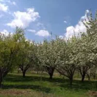 کود مایع هیومیک اسید و محرک رشد