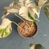 برگ انجیری ابلق دوبوته|گل و گیاه طبیعی|اردکان, |دیوار