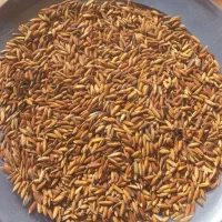 نیمدانه وبرنج وچلتوک‌