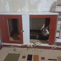 خرگوش باقفس