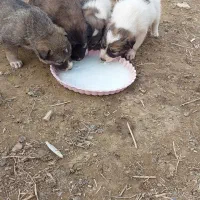 توله های نگهبان