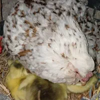 جوجه قو غاز اصیل وکرچ شو